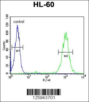 BLM Antibody