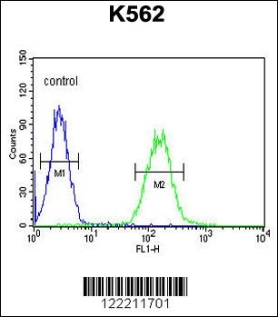CNGA2 Antibody