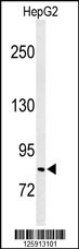 C19orf21 Antibody