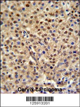C19orf21 Antibody