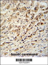 AVL9 Antibody