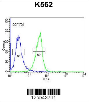 INO80B Antibody
