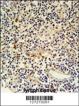 CORO6 Antibody