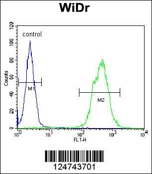 TOX3 Antibody