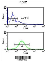 TELO2 Antibody