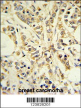 RPS13 Antibody