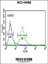 RPS13 Antibody