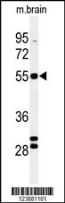 FA2H Antibody