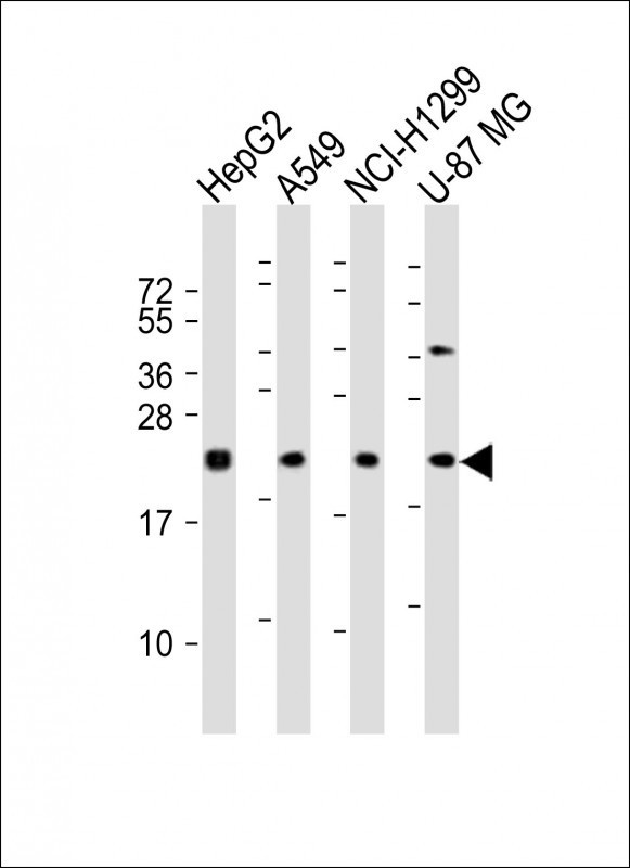 EREG Antibody