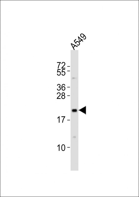 EREG Antibody