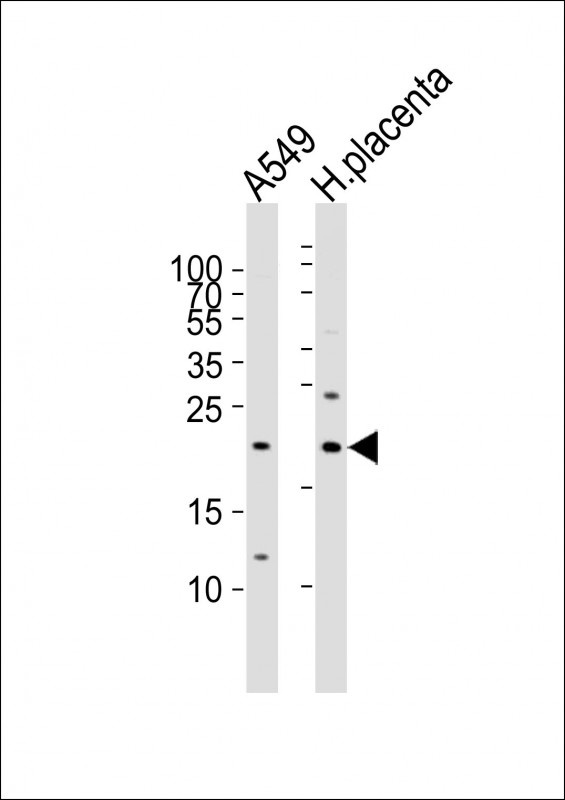 EREG Antibody