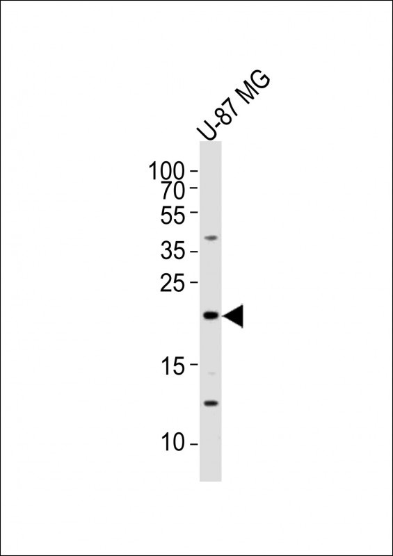 EREG Antibody