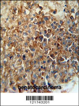 CD46 Antibody