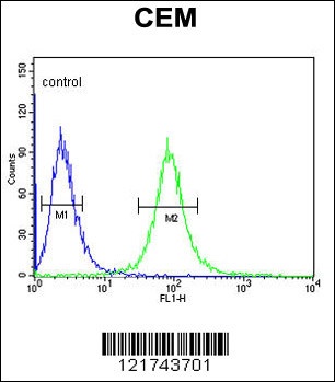 CD46 Antibody