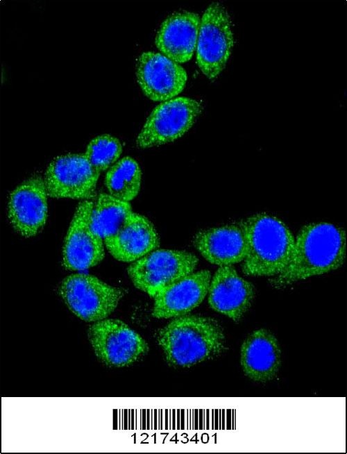 CD46 Antibody