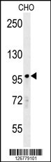 PARP8 Antibody
