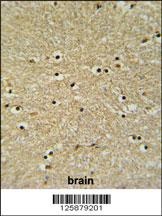 BHLHB5 Antibody