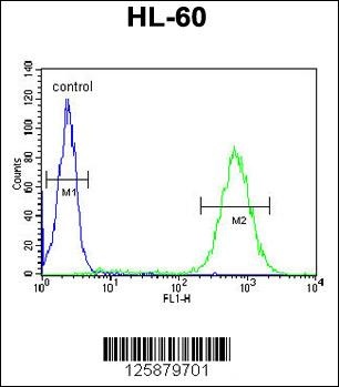 BHLHB5 Antibody