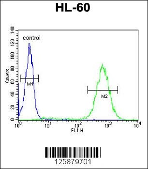 BHLHE22 Antibody