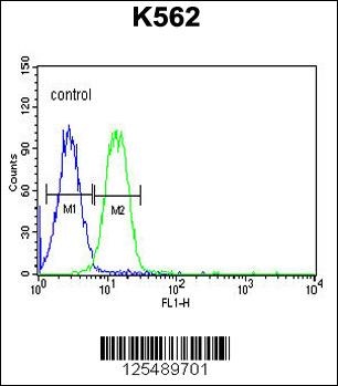 AVIL Antibody