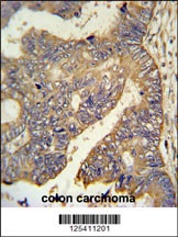 PARD6G Antibody