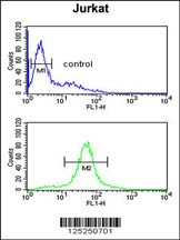 CCDC130 Antibody