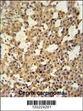CJ119 Antibody