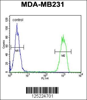 MCMBP Antibody