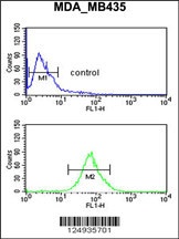LUZP1 Antibody