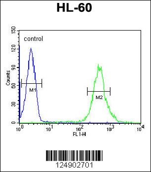 CRIP1 Antibody