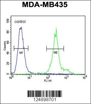 ANKFY1 Antibody