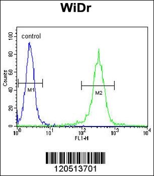 ATP5B Antibody