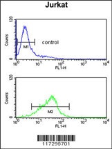 RBM14 Antibody