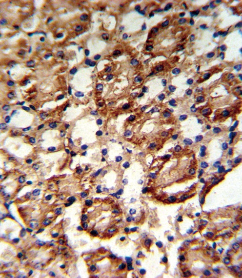 GMPS Antibody