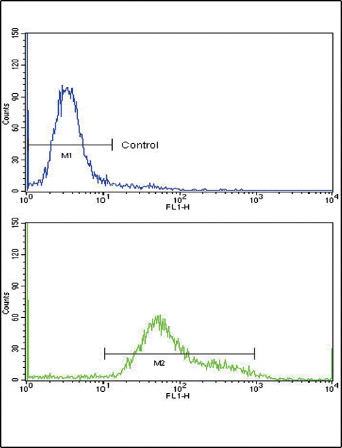 GMPS Antibody