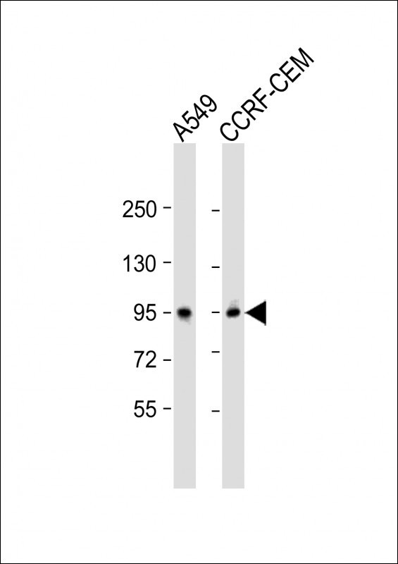 CD71 Antibody