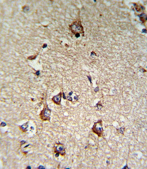 CD71 Antibody