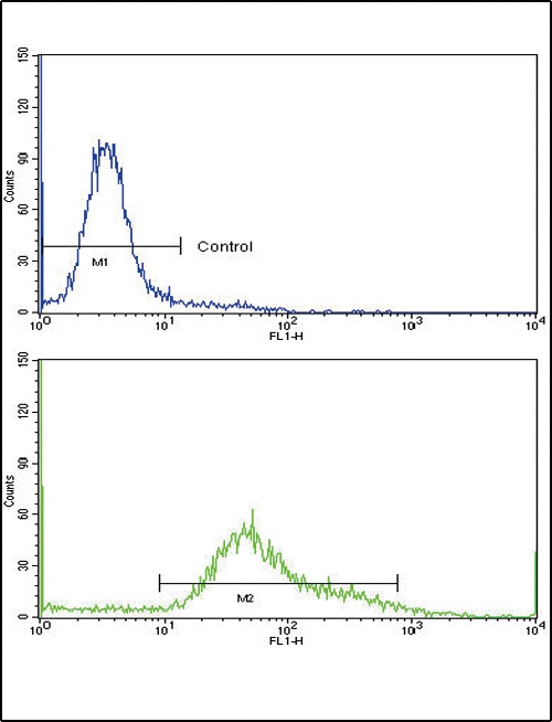 CD71 Antibody