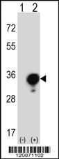 YWHAG Antibody