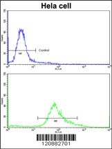 PHGDH Antibody