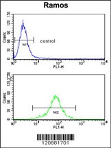 PGLS Antibody