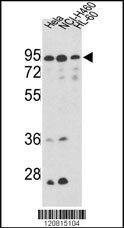 IMMT Antibody