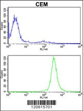 IMMT Antibody