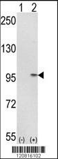 IMMT Antibody