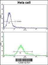 IMMT Antibody