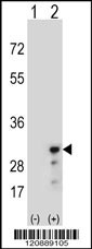 PRDX3 Antibody