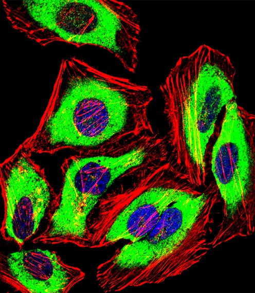 PRDX2 Antibody