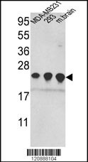 PRDX2 Antibody