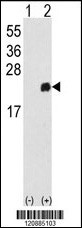 PRDX1 Antibody