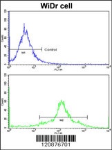 PDIA3 Antibody